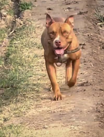 American pitbull pedicure