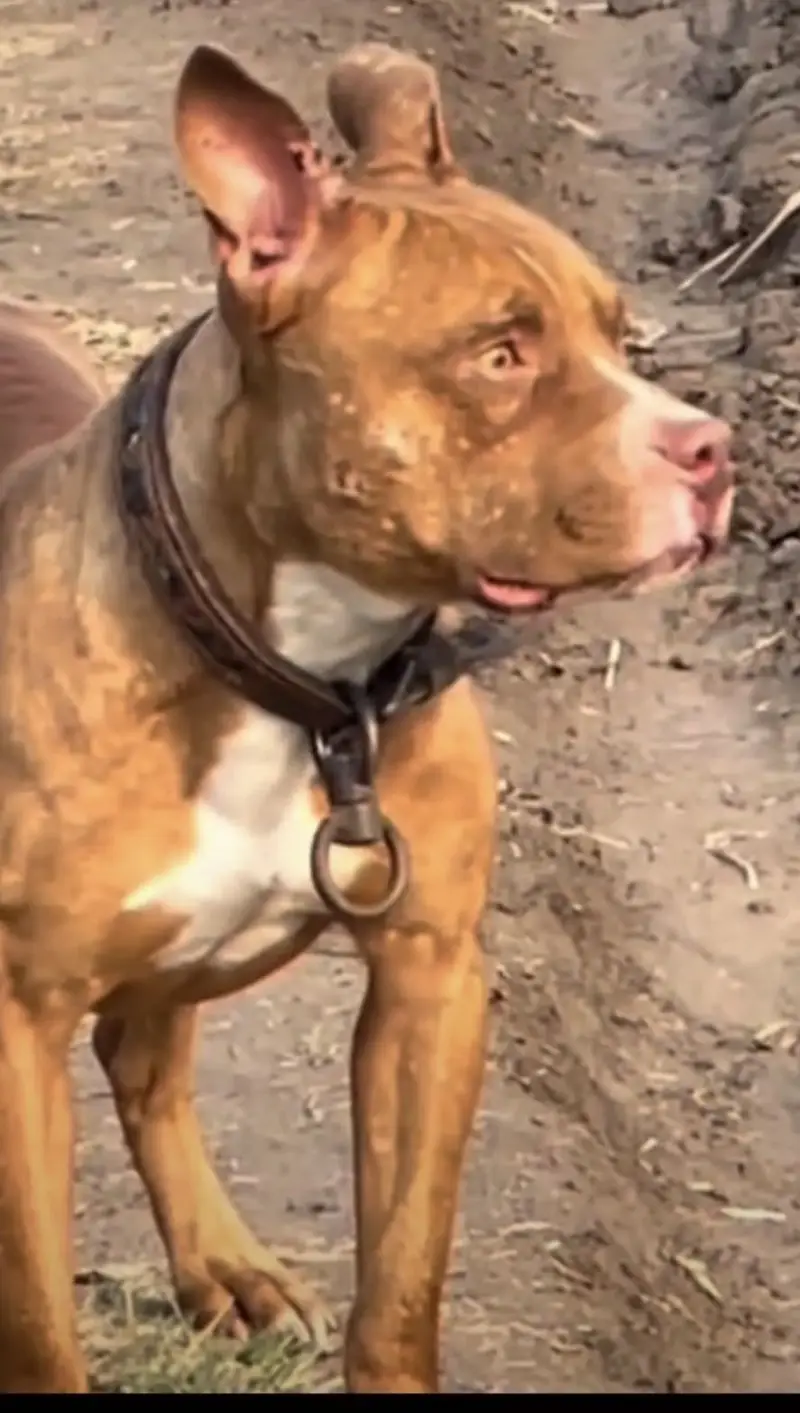 American pitbull pedicure — photo 2