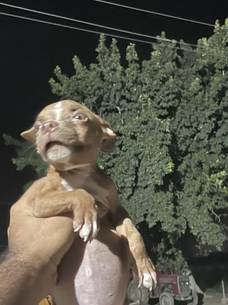 American pitbull pedicure — photo 4