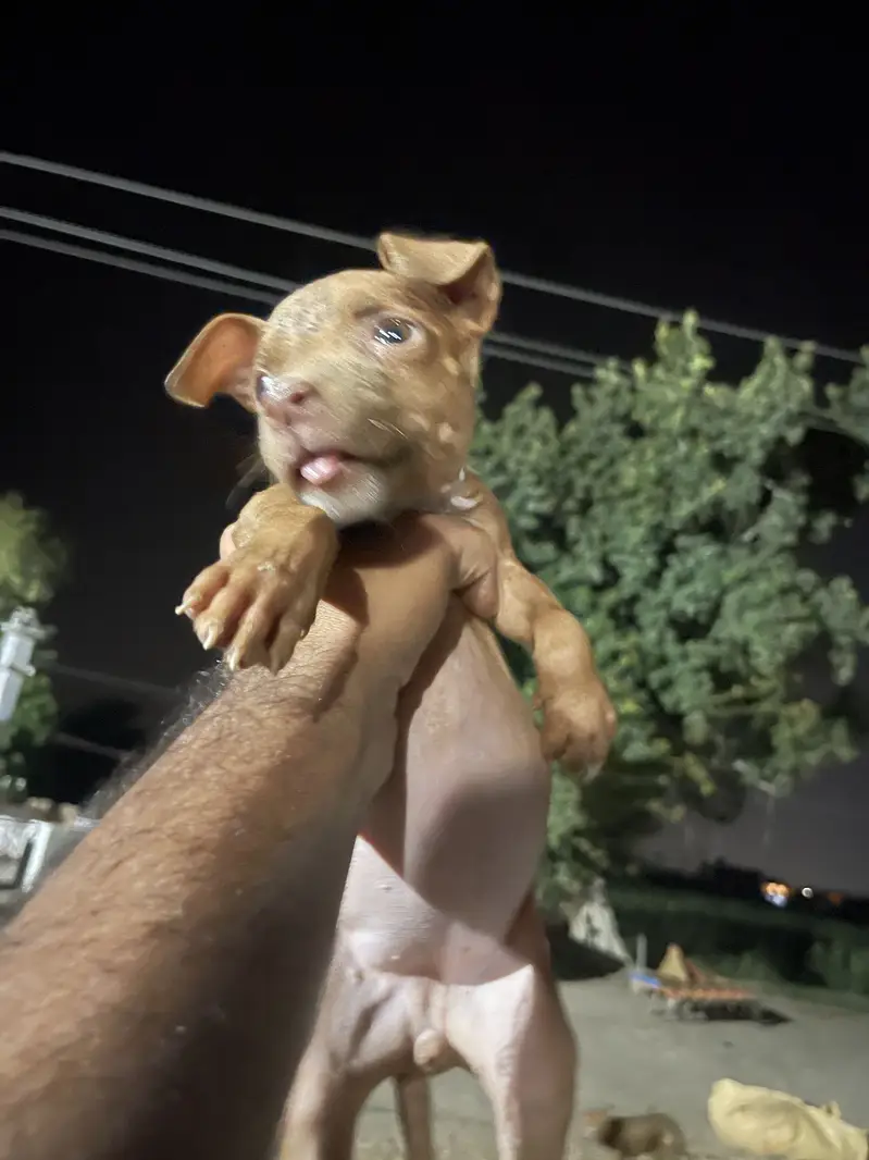 American pitbull pedicure — photo 5