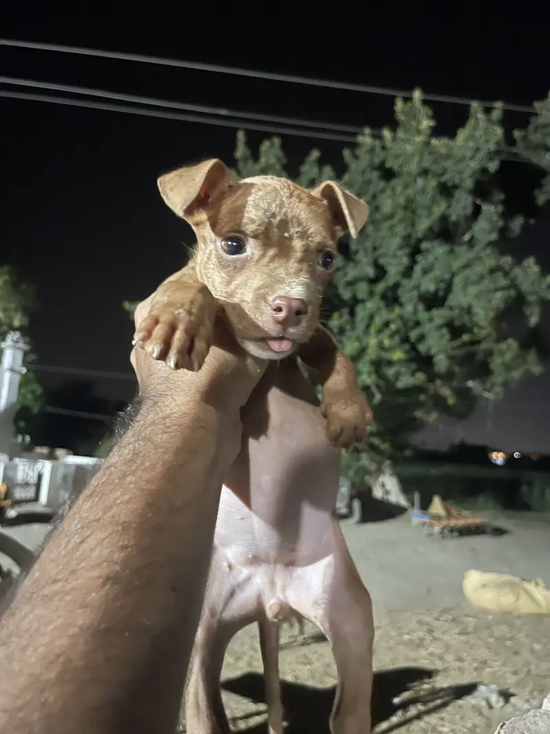 American pitbull pedicure — photo 6