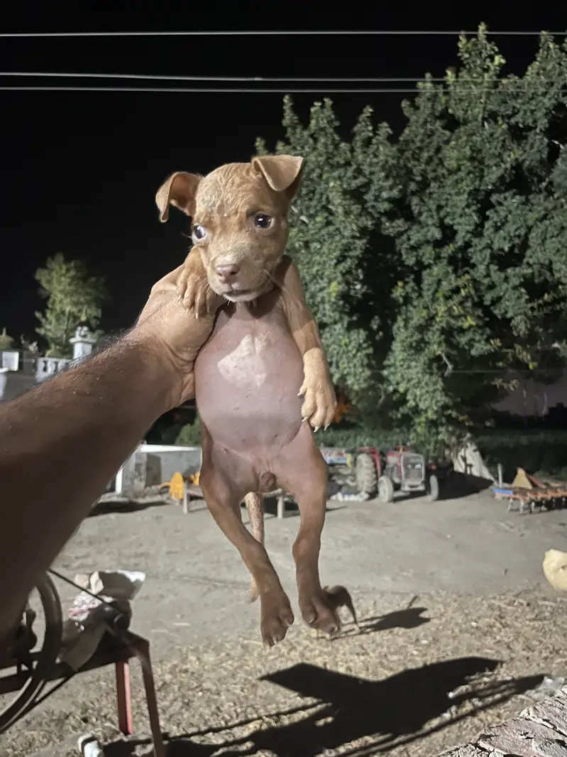 American pitbull pedicure — photo 7