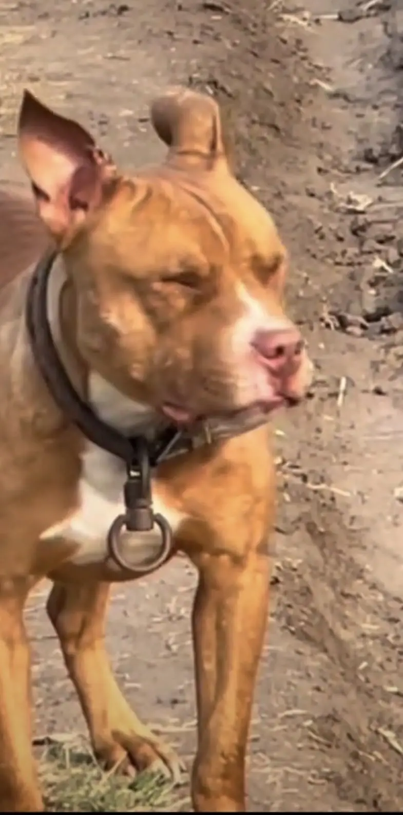 American pitbull pedicure — photo 8