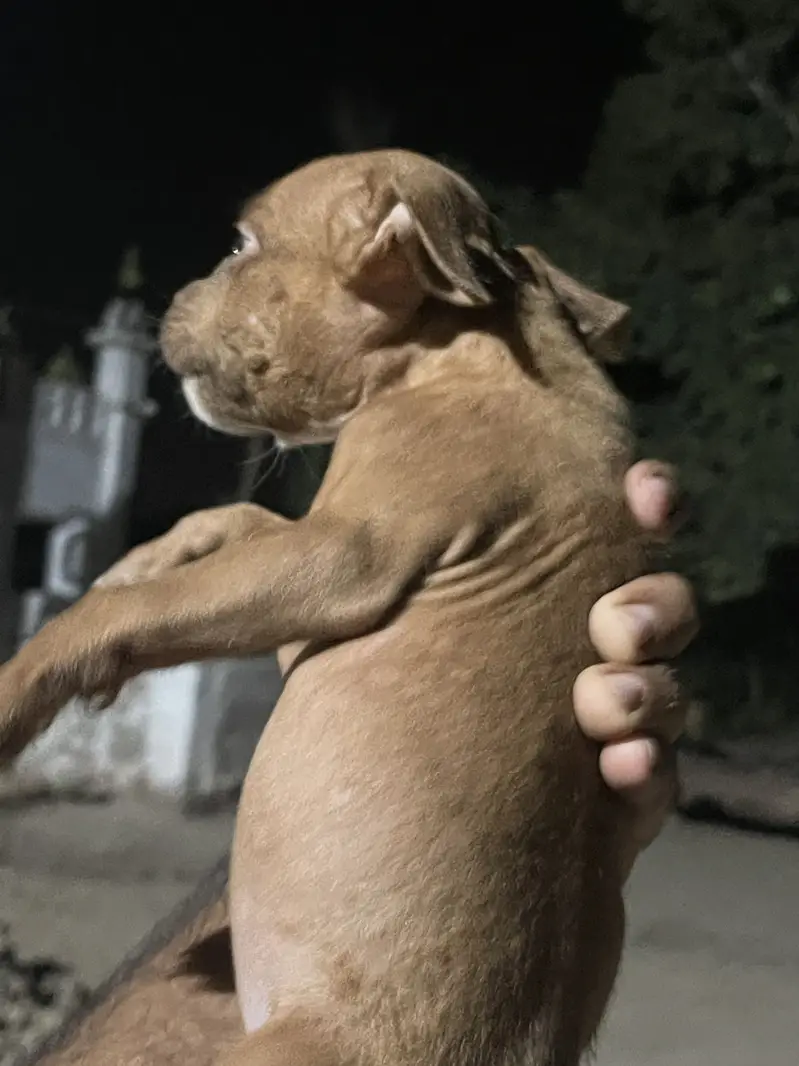 American pitbull pedicure — photo 9
