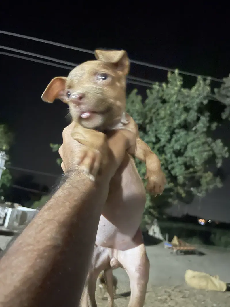 American pitbull pedicure — photo 10
