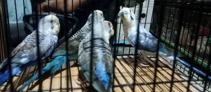Black ving Australian. 2 breder pair. and thi breder female with 4 chick