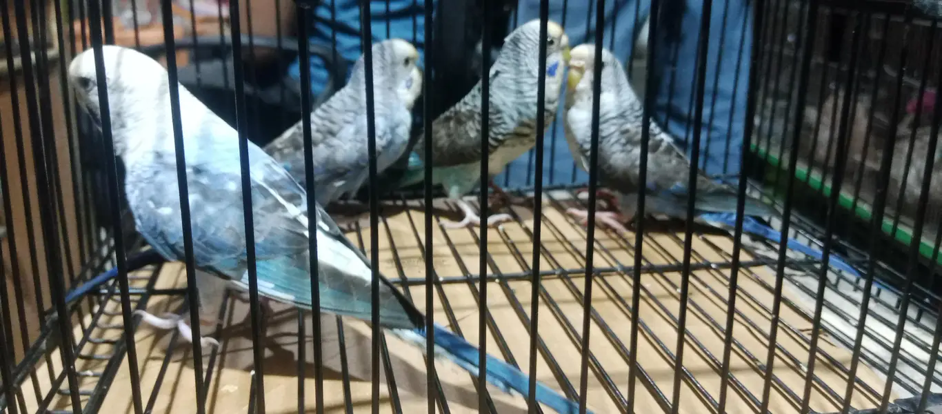Black ving Australian. 2 breder pair. and thi breder female with 4 chick — photo 2