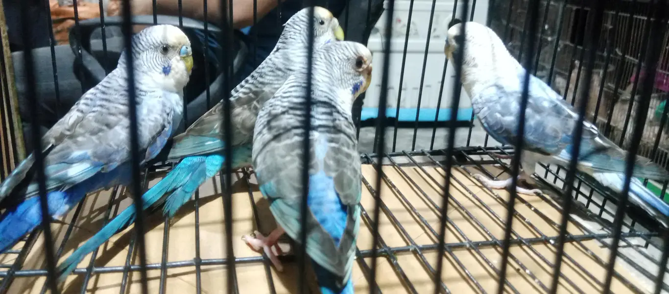 Black ving Australian. 2 breder pair. and thi breder female with 4 chick — photo 3
