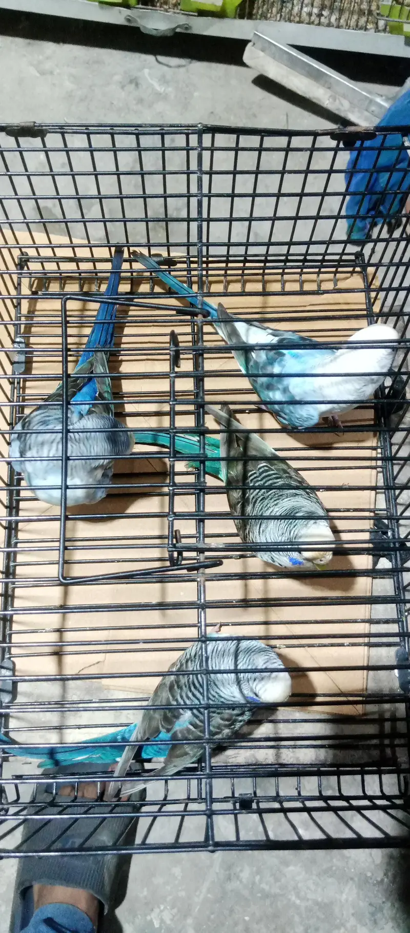 Black ving Australian. 2 breder pair. and thi breder female with 4 chick — photo 4