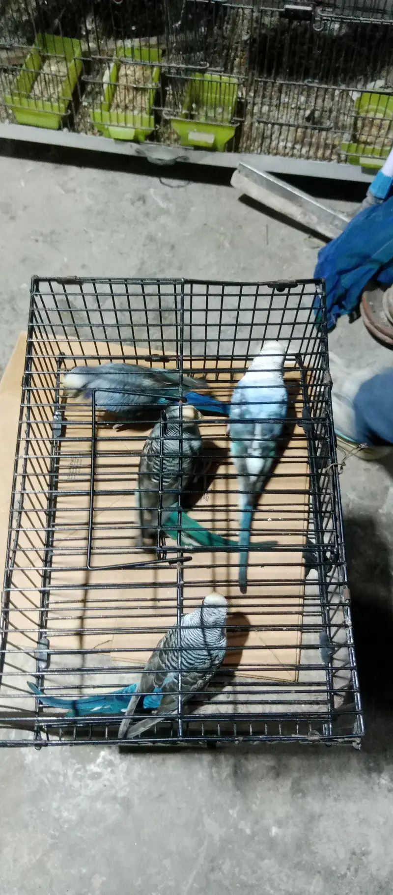 Black ving Australian. 2 breder pair. and thi breder female with 4 chick — photo 5