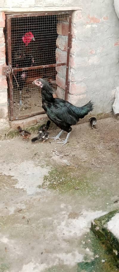Black ving Australian. 2 breder pair. and thi breder female with 4 chick