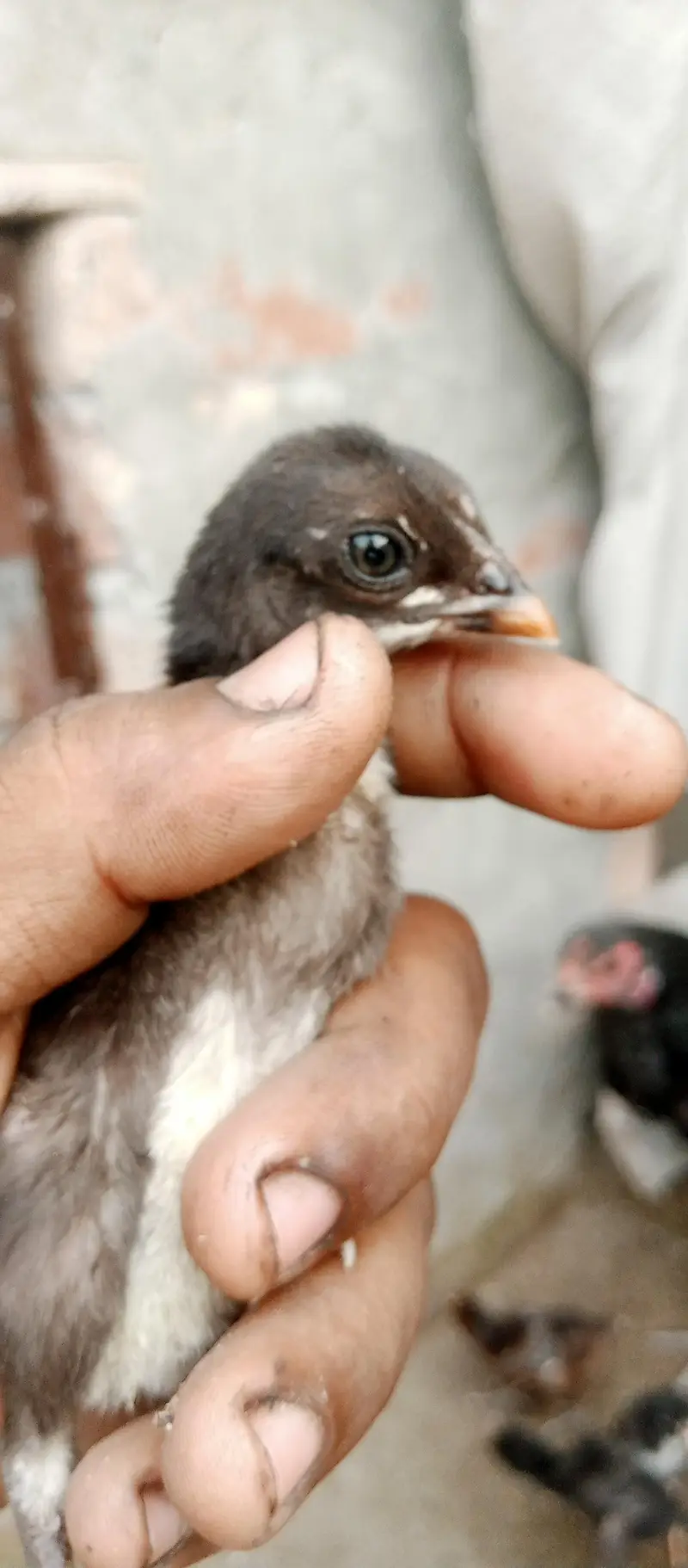Black ving Australian. 2 breder pair. and thi breder female with 4 chick — photo 7