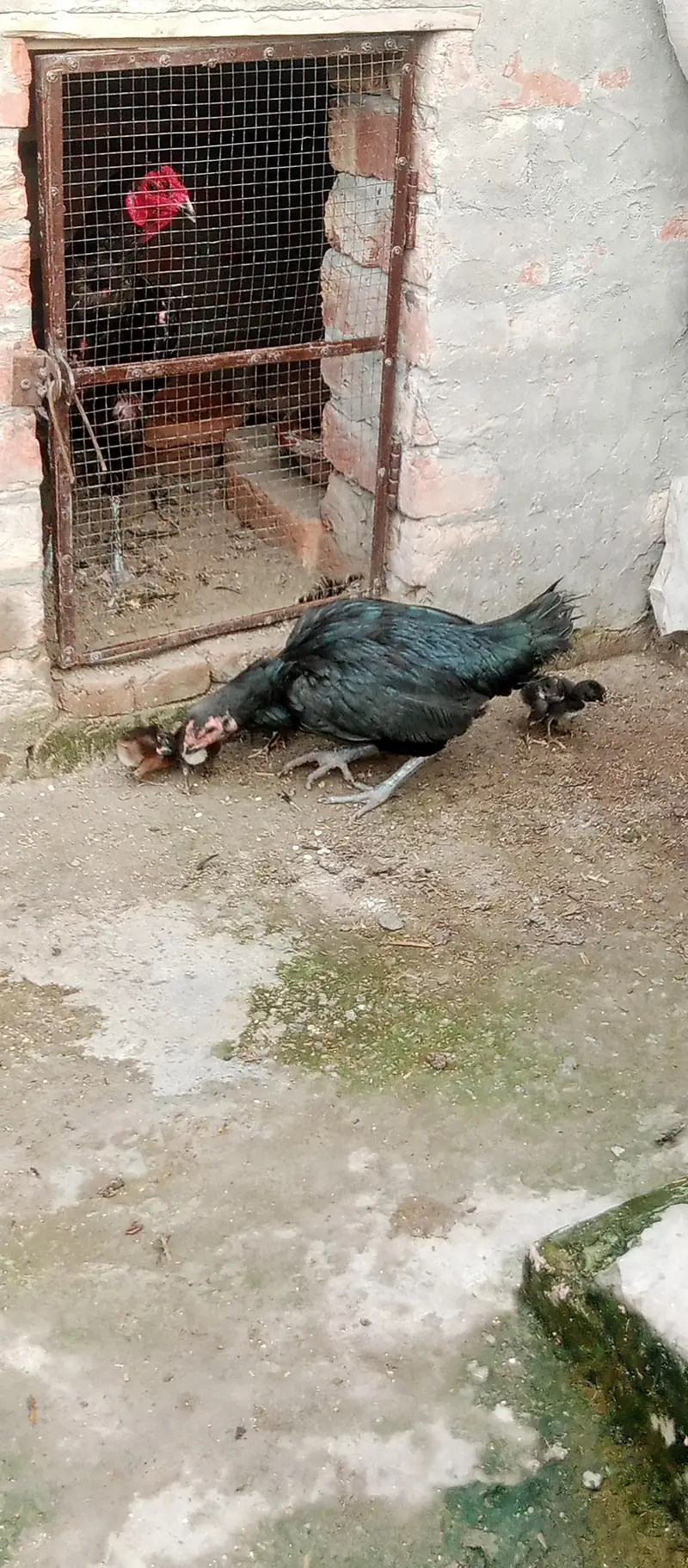 Black ving Australian. 2 breder pair. and thi breder female with 4 chick — photo 11