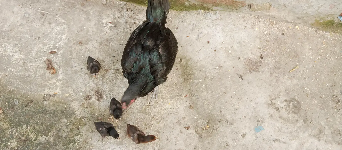 Black ving Australian. 2 breder pair. and thi breder female with 4 chick — photo 12