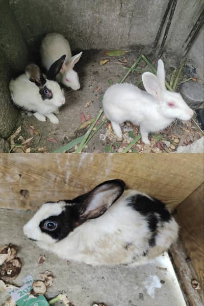 rabbits
