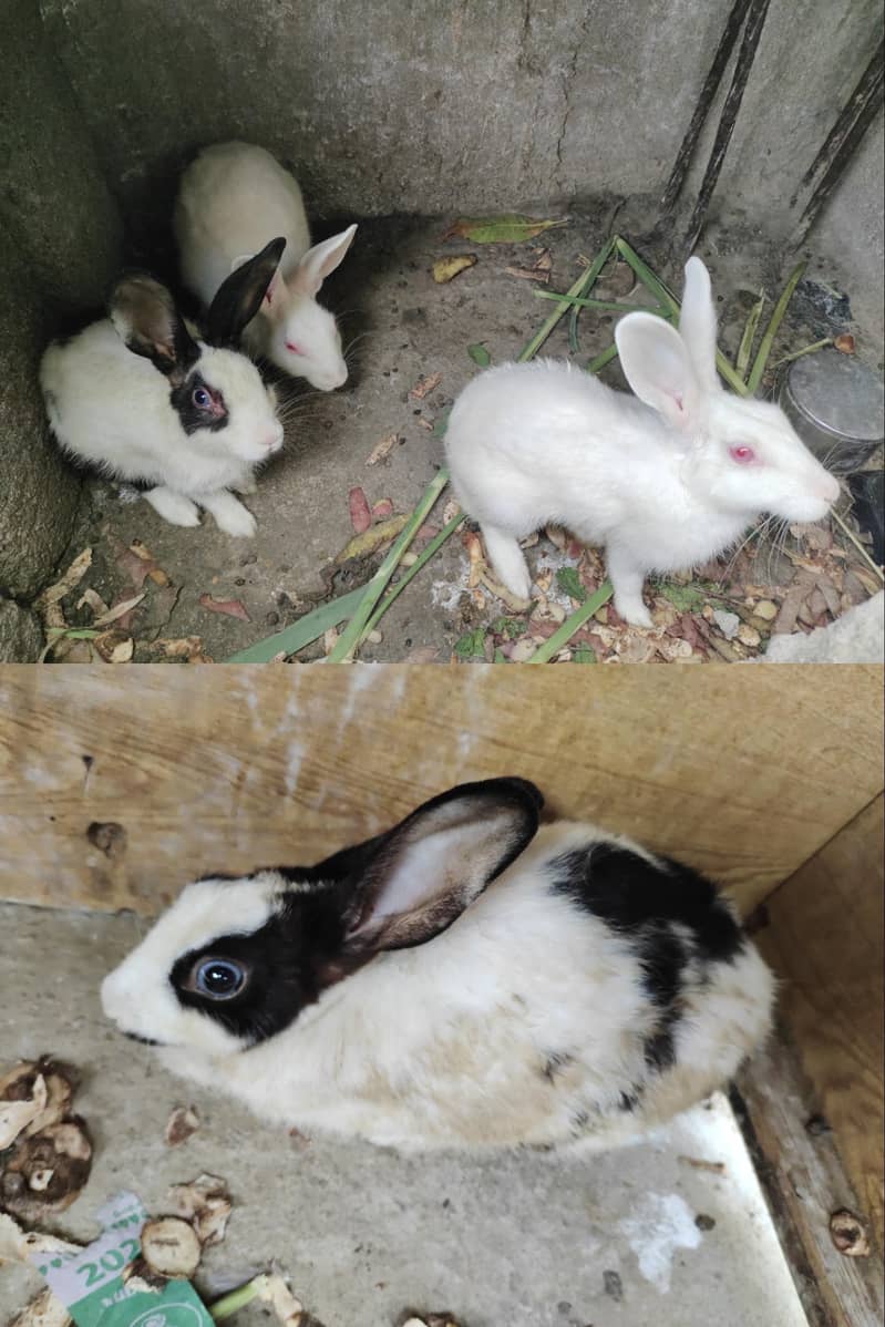 rabbits 0