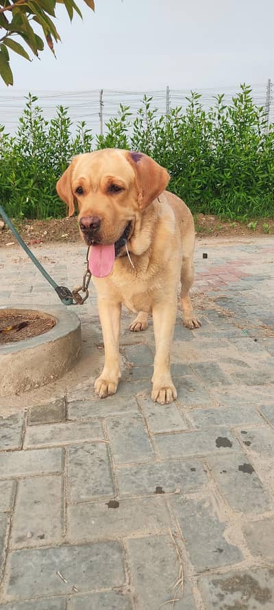 Labrador male for stud service