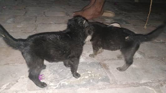 #German shepherd