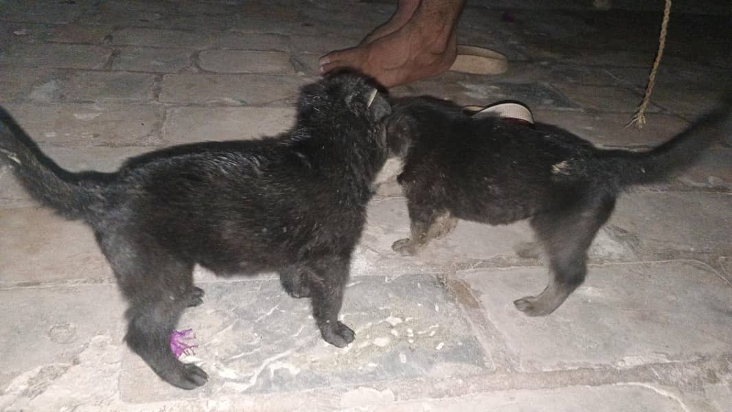 #German shepherd 0