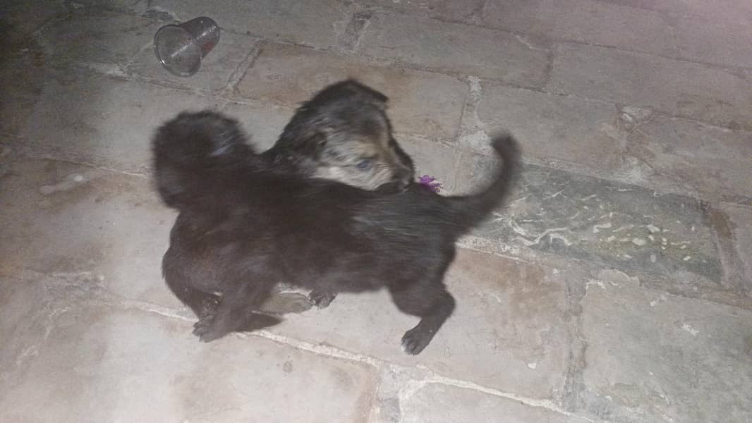 #German shepherd 1
