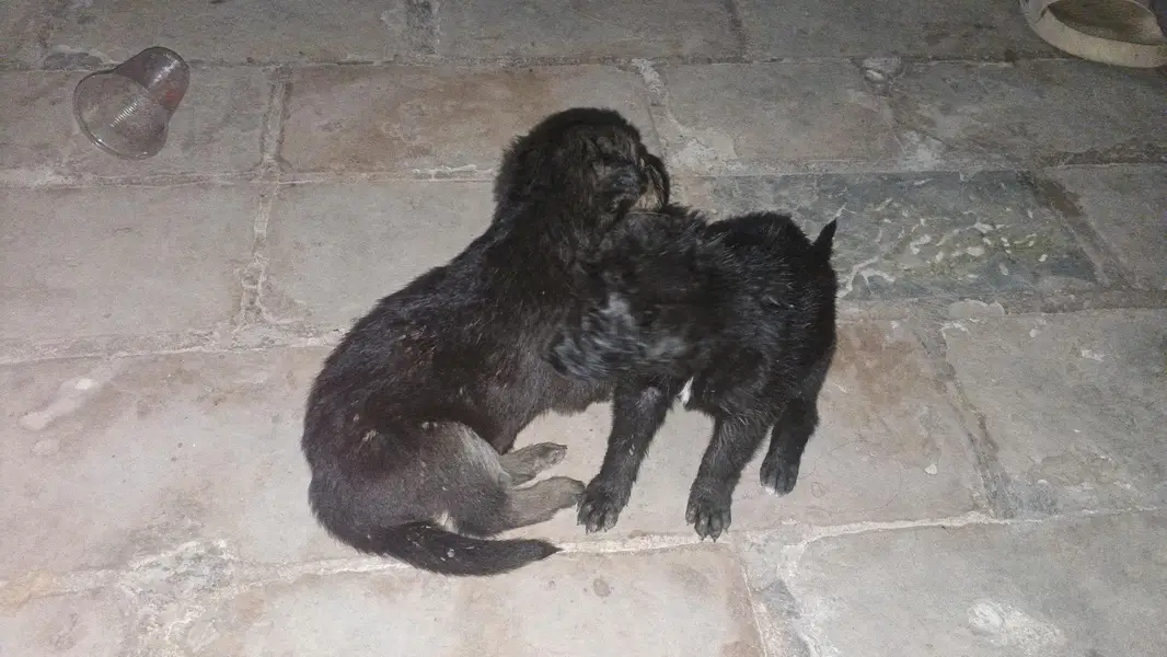 #German shepherd — photo 3