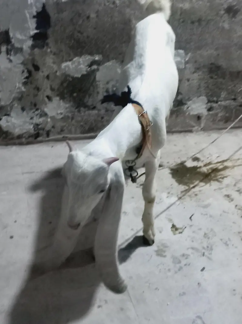gulabi male — photo 3