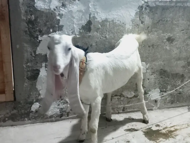 gulabi male — photo 5