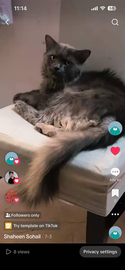 cat cat