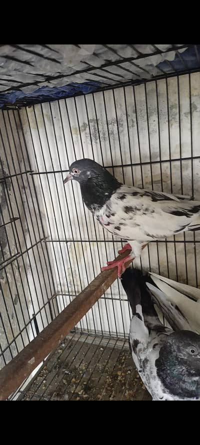 High Flyer And Fancy Pigeons