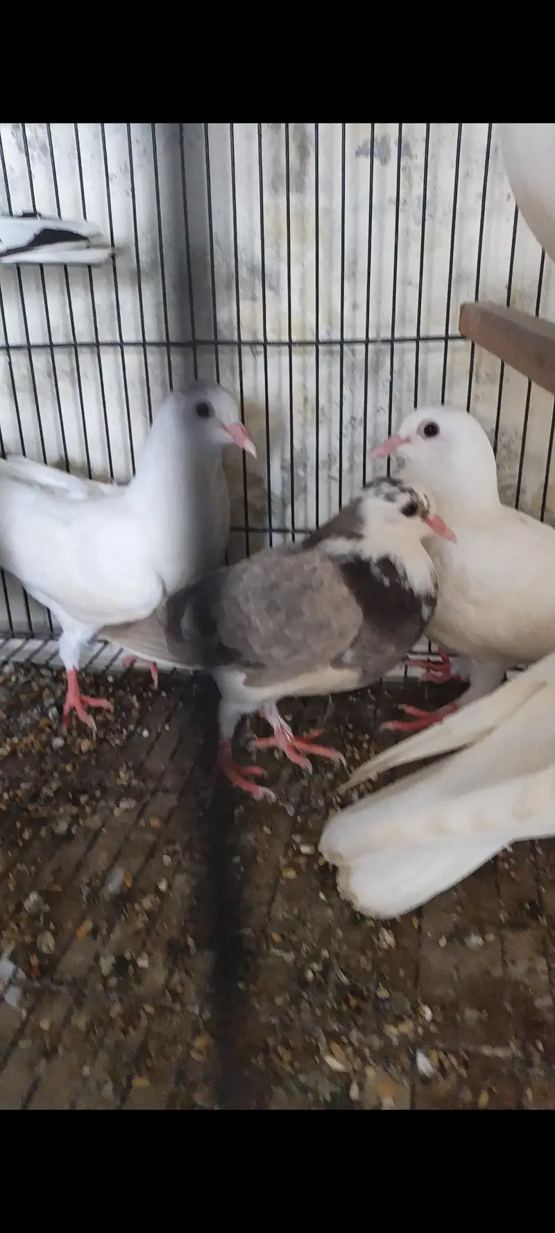 High Flyer And Fancy Pigeons — photo 2