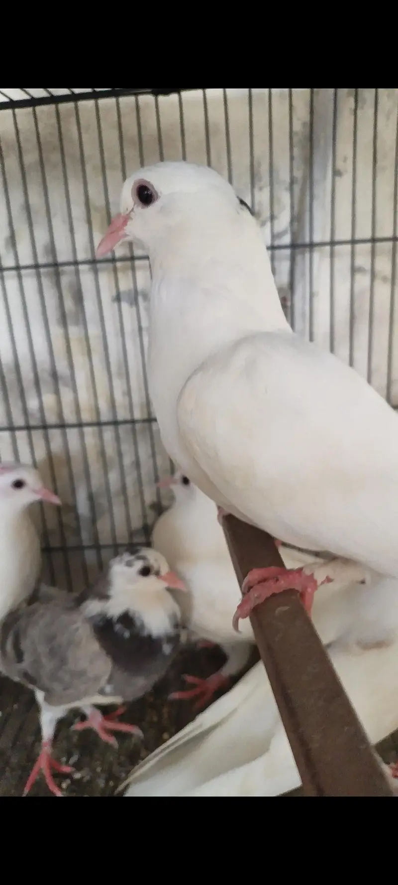 High Flyer And Fancy Pigeons — photo 3