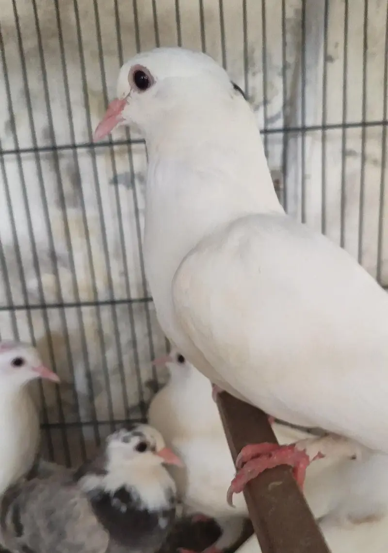 High Flyer And Fancy Pigeons — photo 4