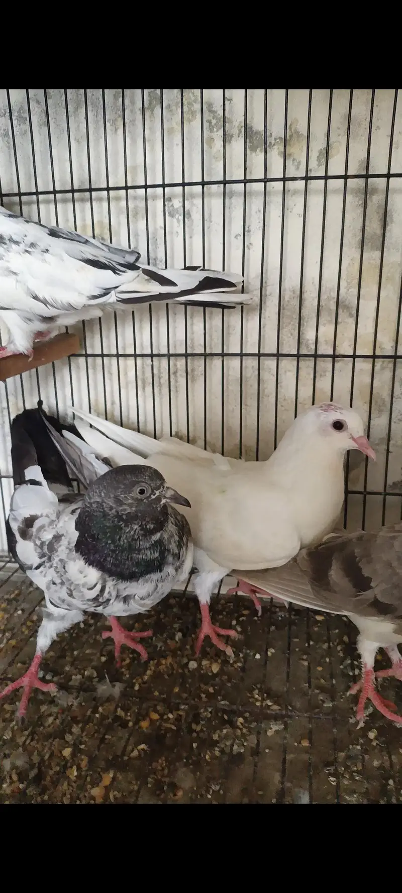 High Flyer And Fancy Pigeons — photo 5