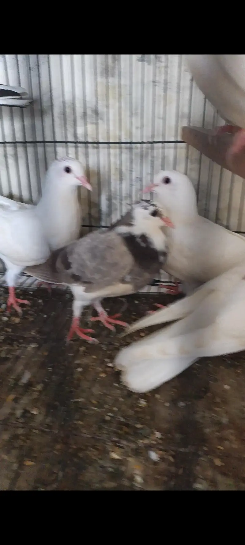 High Flyer And Fancy Pigeons — photo 6