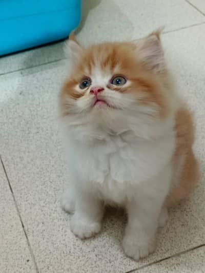 Bicolor Male kitten