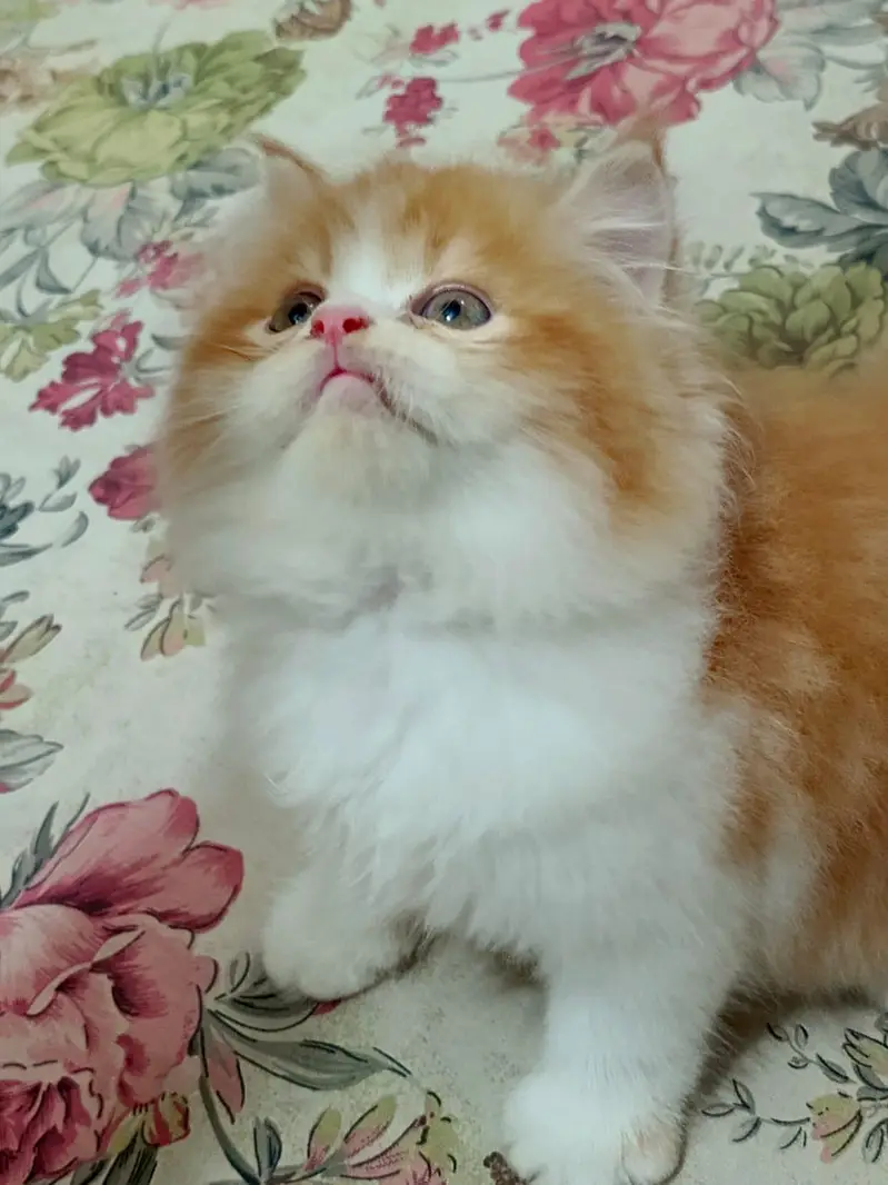 Bicolor Male kitten — photo 2