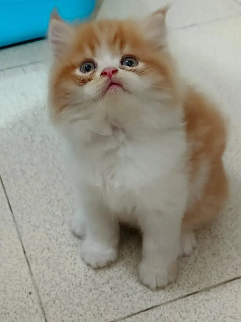 Bicolor Male kitten — photo 3