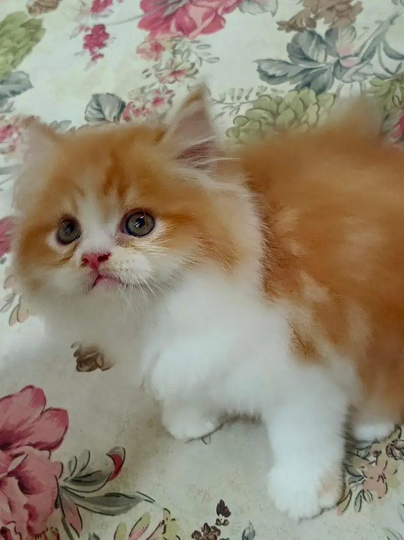Bicolor Male kitten — photo 5
