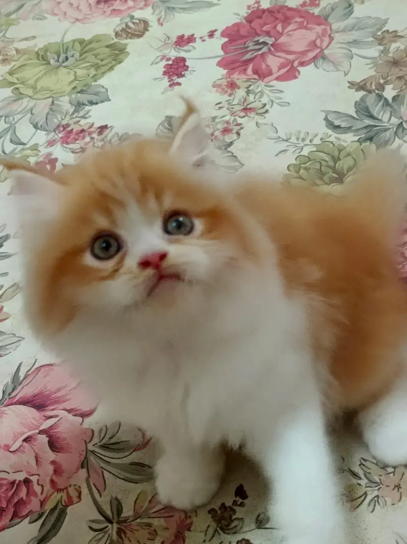 Bicolor Male kitten — photo 6