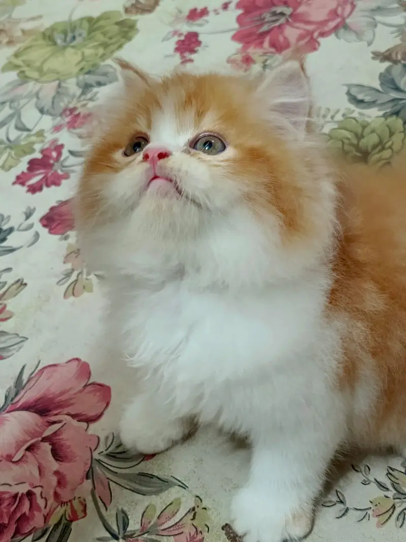 Bicolor Male kitten — photo 7