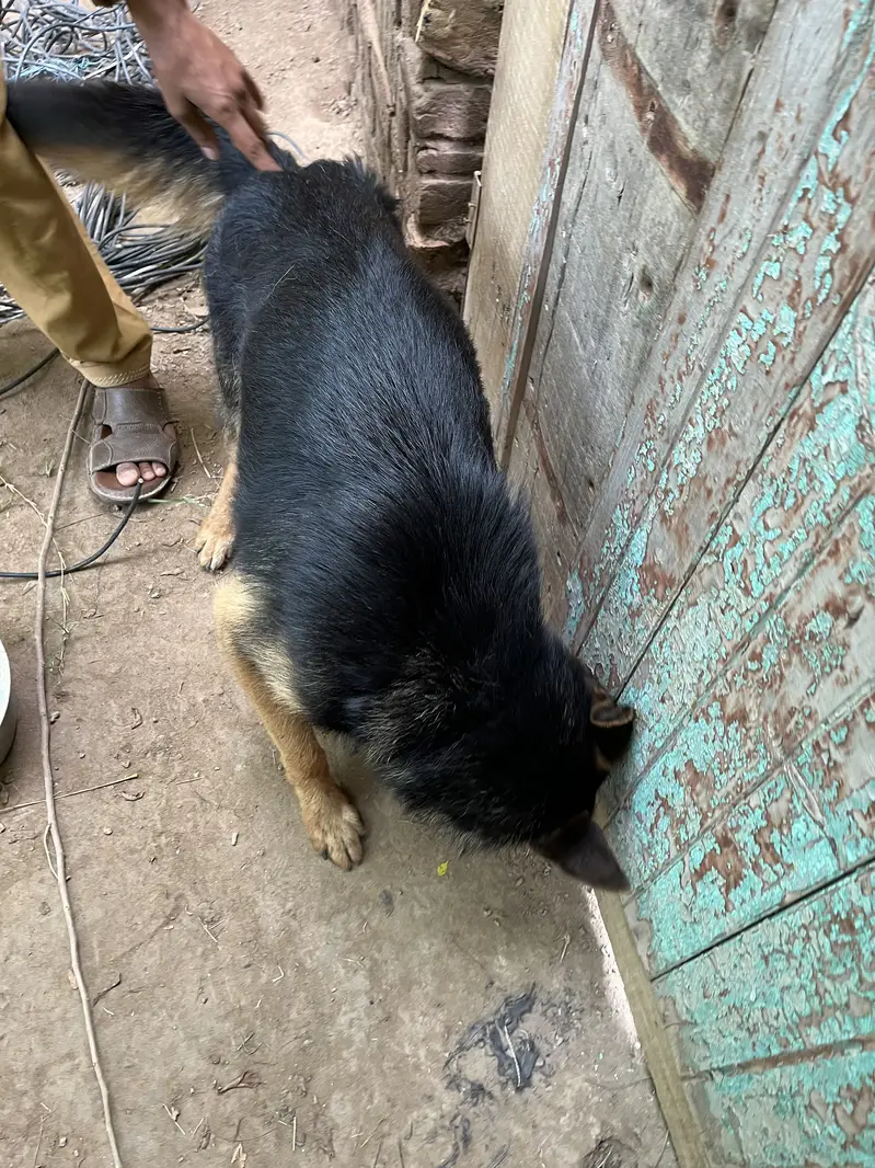 (03267224130)Serious buyer contact on Whatap more info will be shared — photo 2