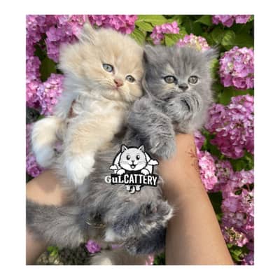 Persian British punch face piki face kitten cat available