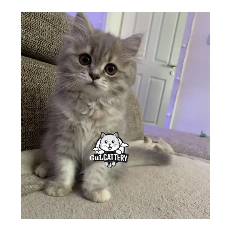 Persian British punch face piki face kitten cat available — photo 2