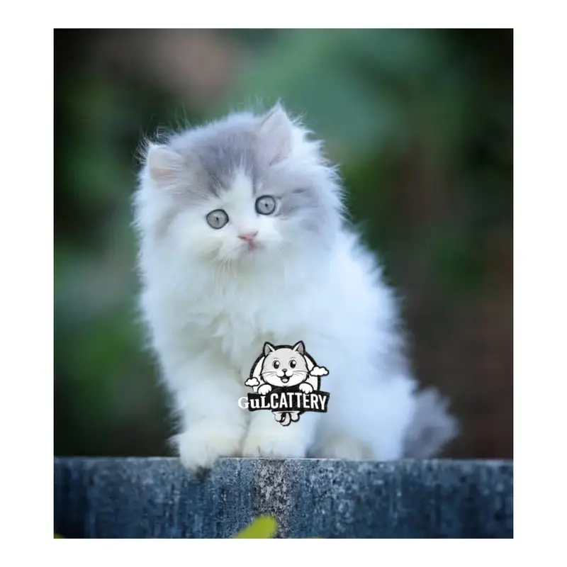 Persian British punch face piki face kitten cat available — photo 4