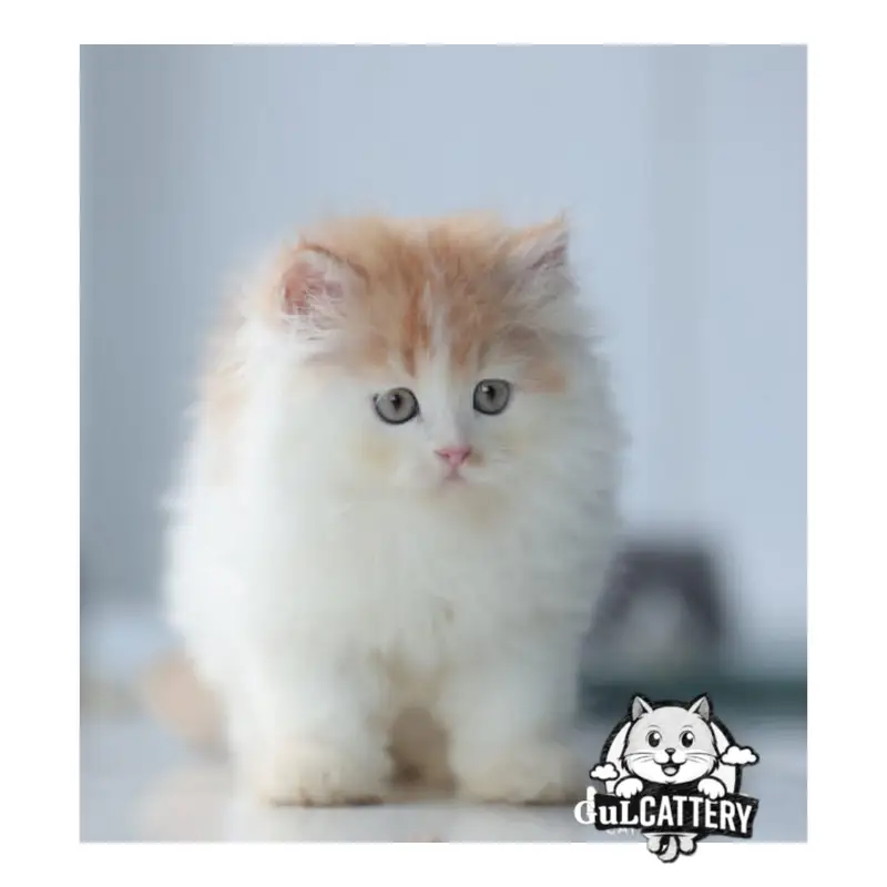 Persian British punch face piki face kitten cat available — photo 5
