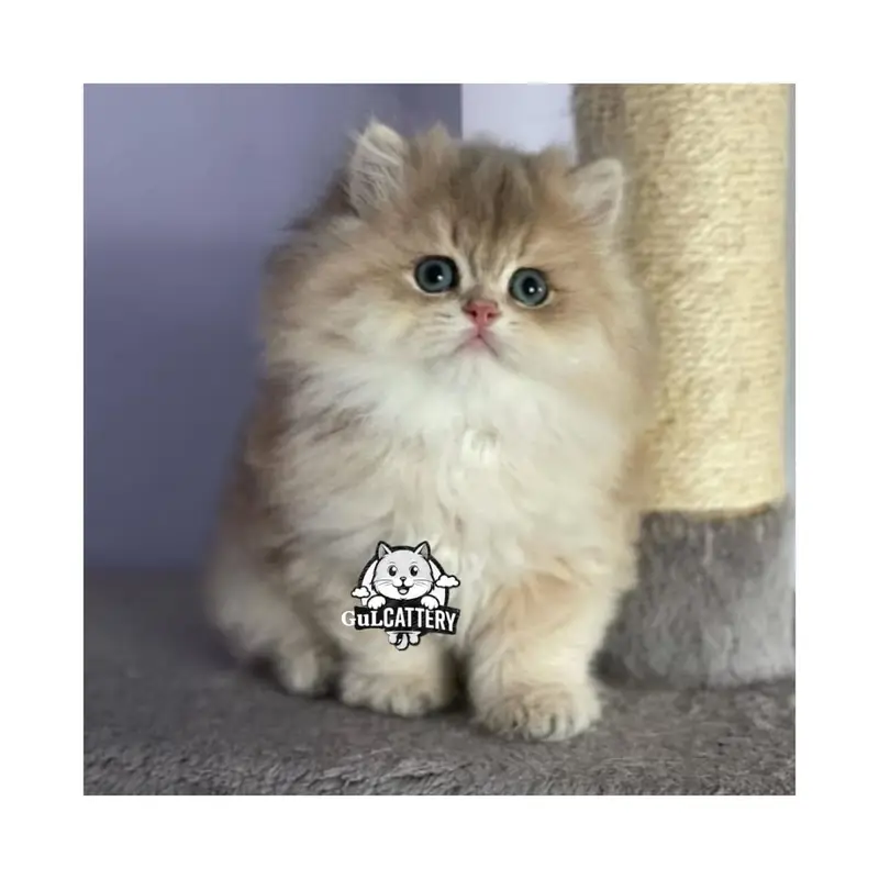 Persian British punch face piki face kitten cat available — photo 6