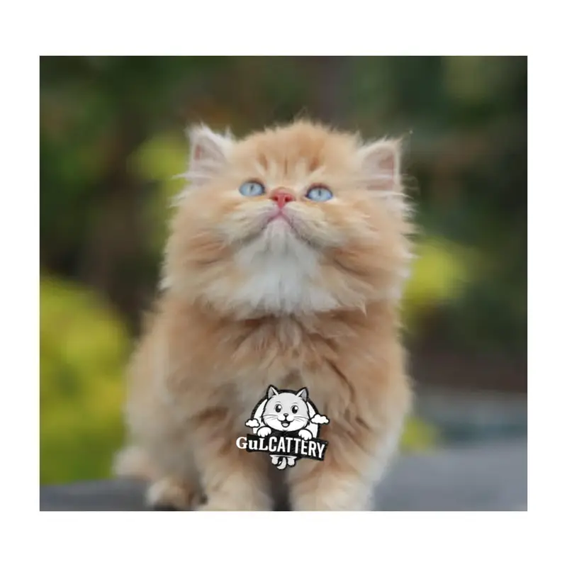 Persian British punch face piki face kitten cat available — photo 9