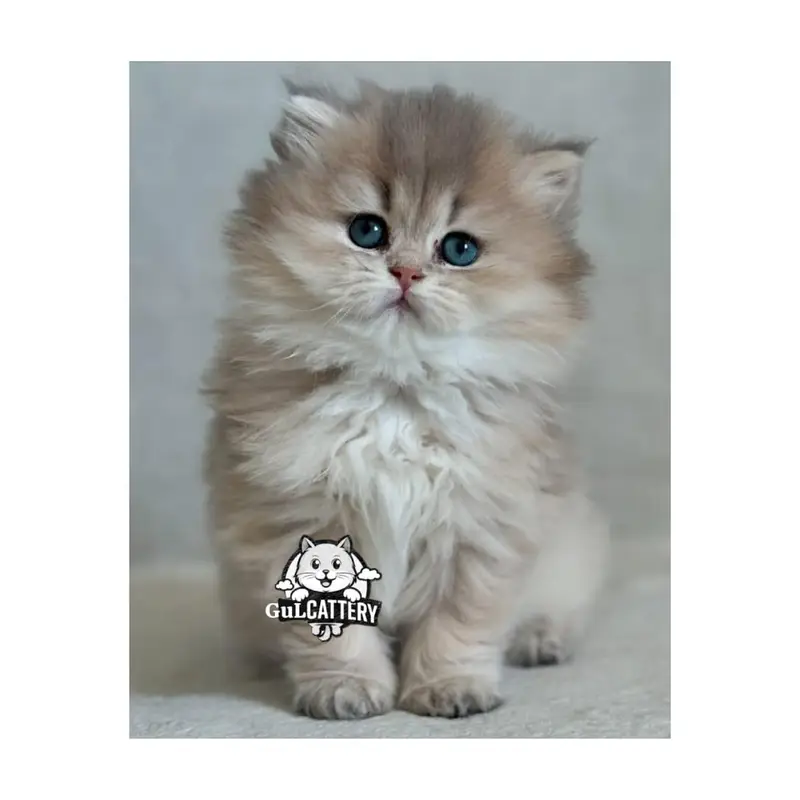 Persian British punch face piki face kitten cat available — photo 11
