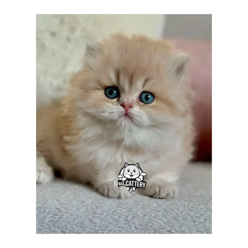 Persian British punch face piki face kitten cat available — photo 12