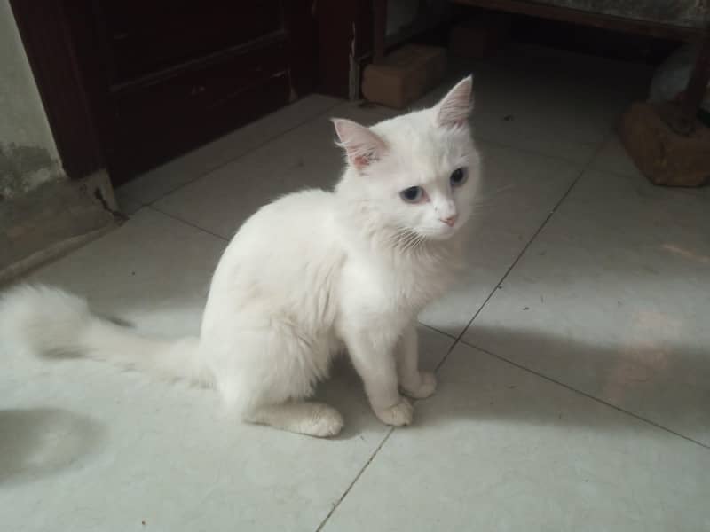 Persian cat 0
